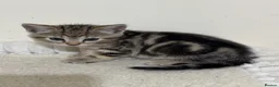 Domestic Shorthair cats for sale: Lovely tabby kittens - Advert 28
