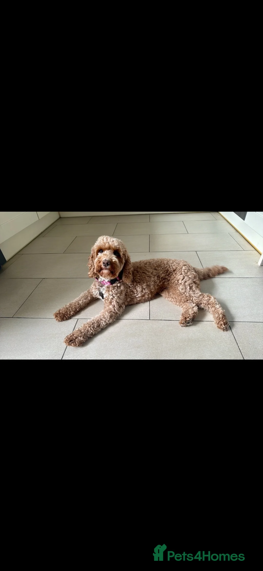 Cockapoo dogs for sale: GORGEOUS F1B COCKAPOO PUPPIES AVAILABLE TO RESERVE - Advert 16