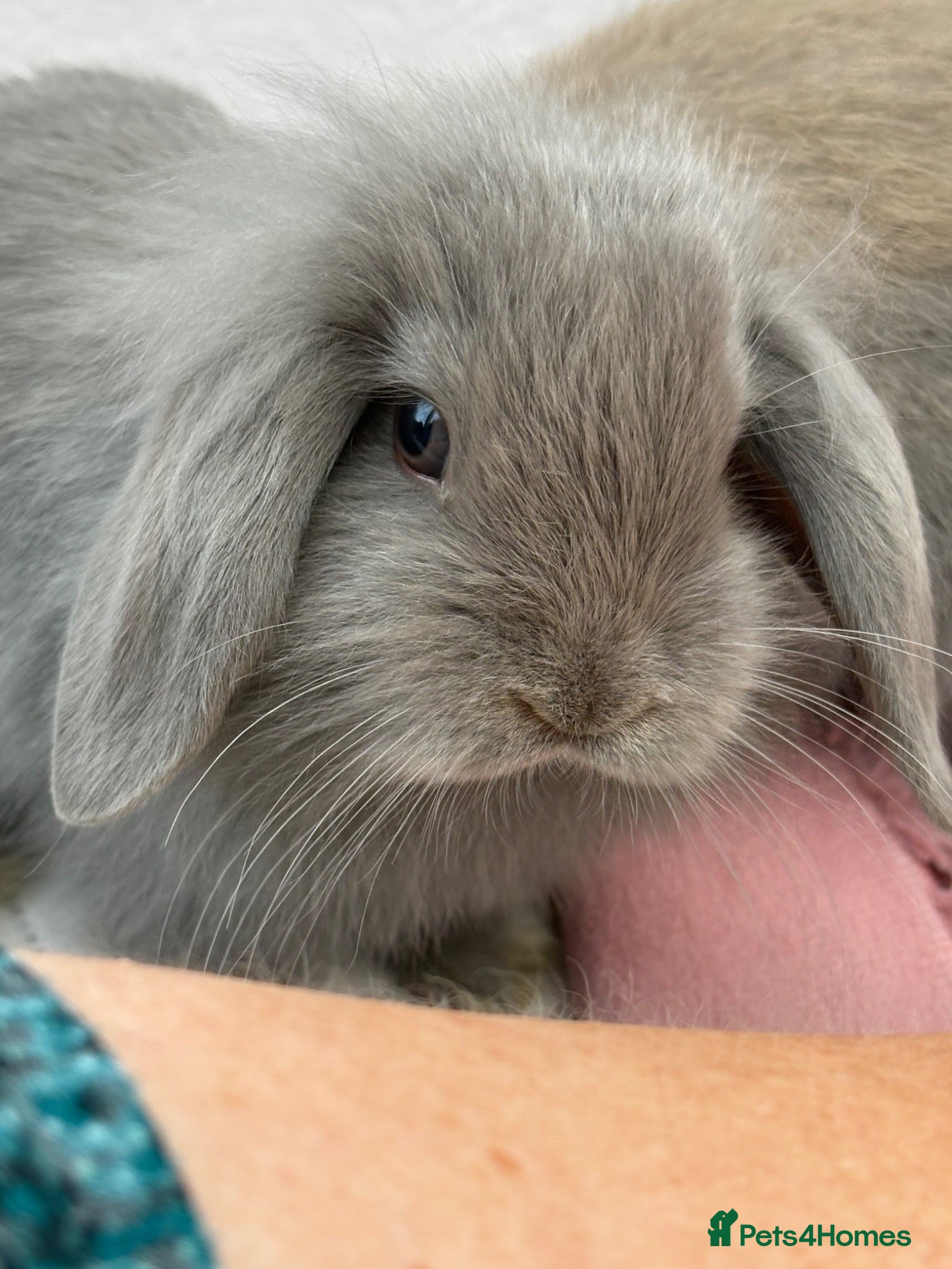Mini Lop rabbits Mini lops-raised indoors-vaccinated  - Advert 2