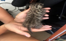British Shorthair cats for sale: Kittens - Image 10