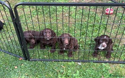 Cocker Spaniel dogs for sale: Working Cocker Spaniel Pups - Image 2