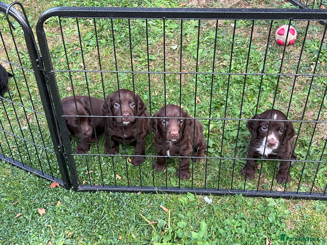 Cocker Spaniel dogs for sale: Working Cocker Spaniel Pups - Image 2