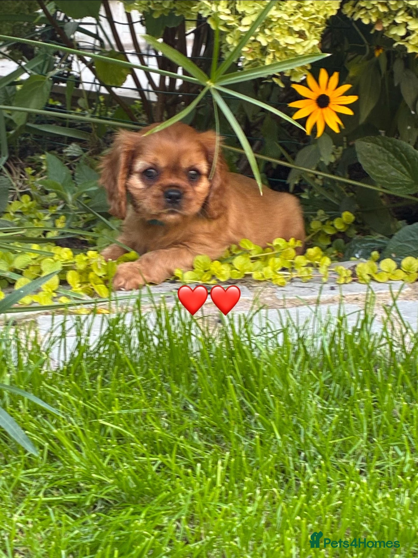 Cavalier King Charles Spaniel dogs KC Cavalier King Charles puppies  - Advert 1