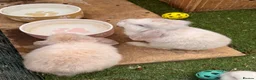 French Lop rabbits for sale: French lop - Advert 2