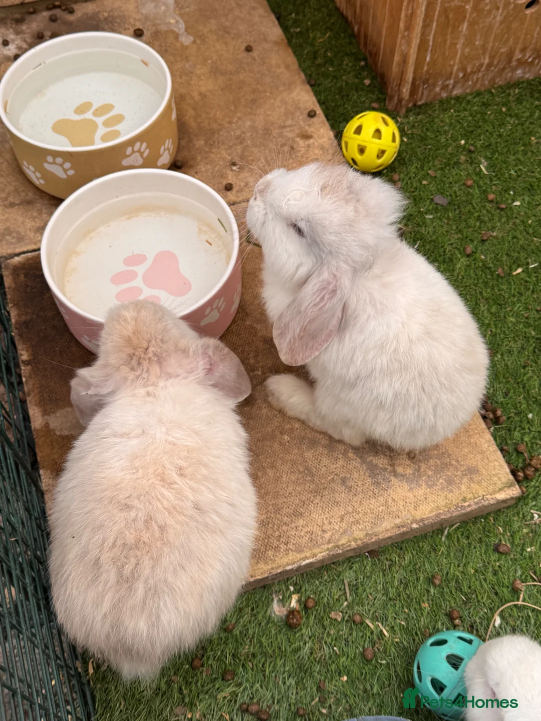 French Lop rabbits for sale: French lop - Advert 2