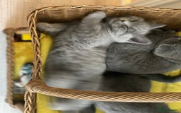 British Shorthair cats for sale: Beautiful Blue British Shorthair Kittens - Image 30
