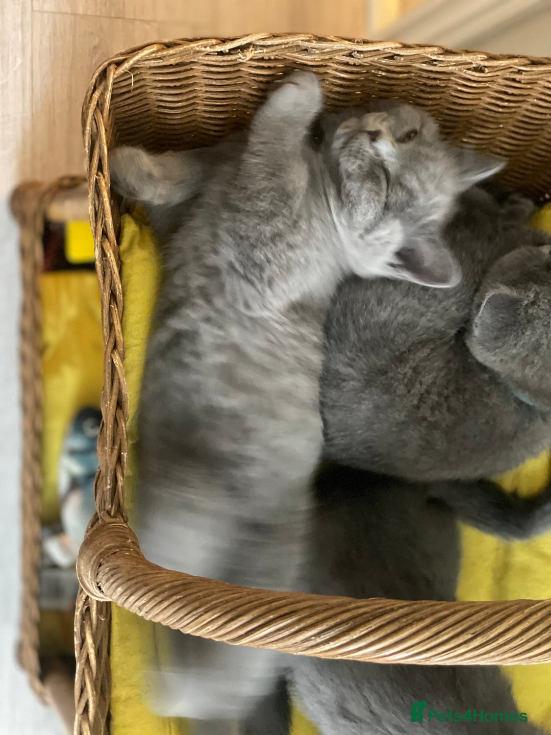 British Shorthair cats for sale: Beautiful Blue British Shorthair Kittens - Image 30