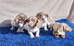 Dachshund dogs for sale: FULLY VAC RAINBOW MINI DAXI PRA CLR KC REG - Image 8