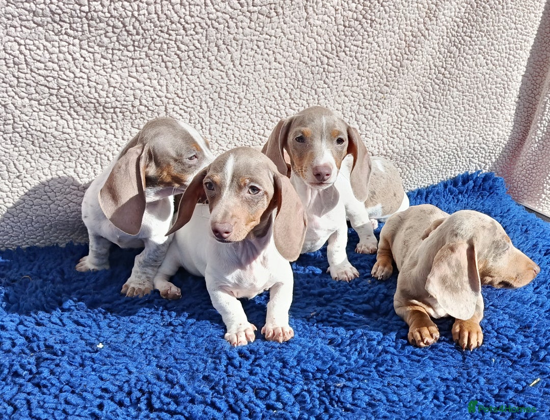 Dachshund dogs for sale: FULLY VAC RAINBOW MINI DAXI PRA CLR KC REG - Image 8
