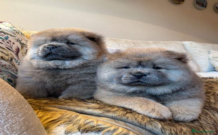 Chow Chow dogs - Advert 4
