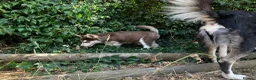 Siberian Husky dogs for sale: Beautiful Purebred Red Siberian Husky Girls - Advert 37