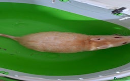 Rat rodents for sale: Baby rats - Image 2