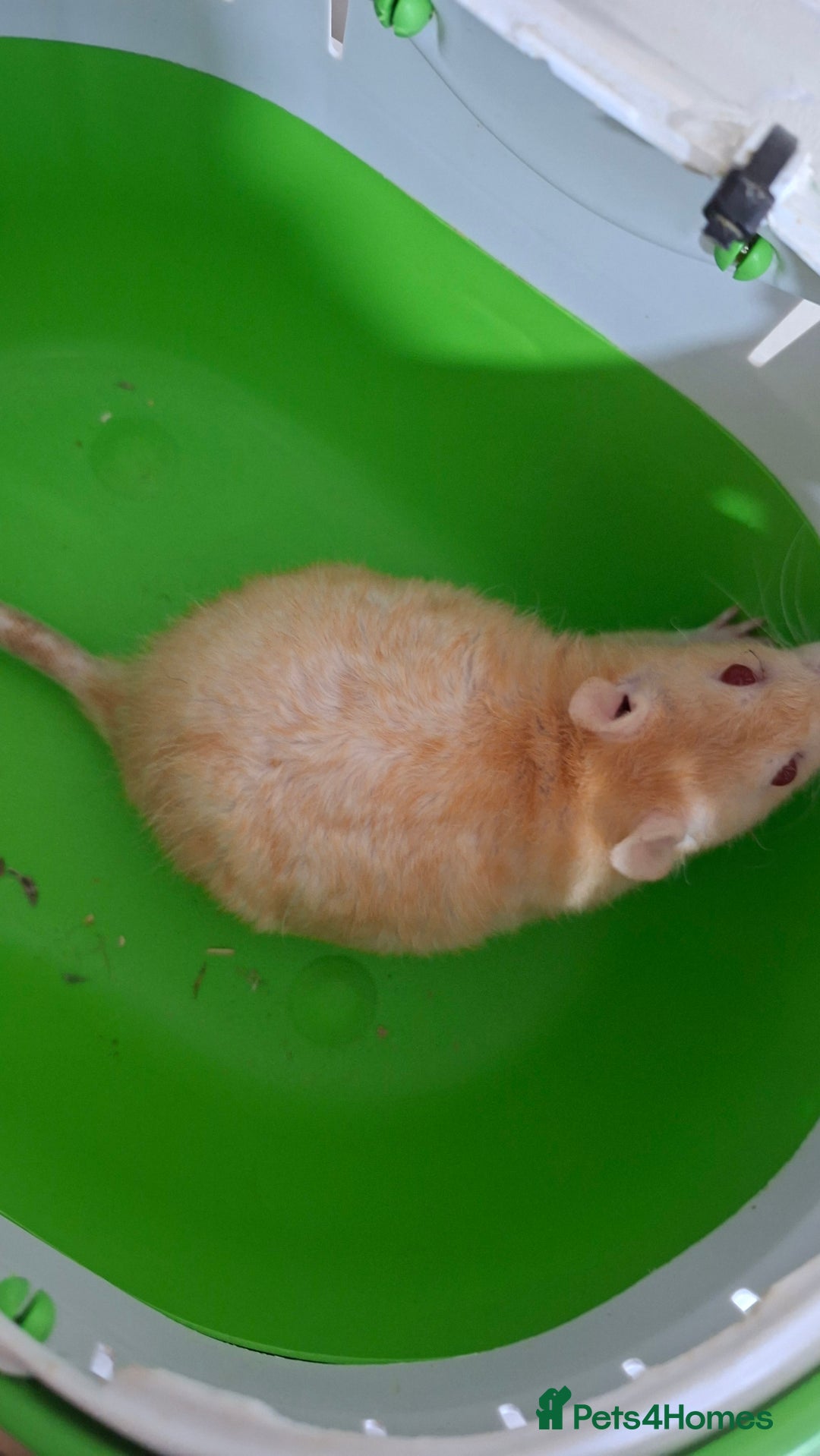 Rat rodents for sale: Baby rats - Image 2