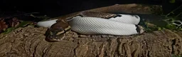 Python Snake reptiles for sale: Potential breeding pair - Advert 3