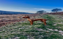 Hungarian Vizsla dogs for sale: Hungarian viszla puppies  - Image 13