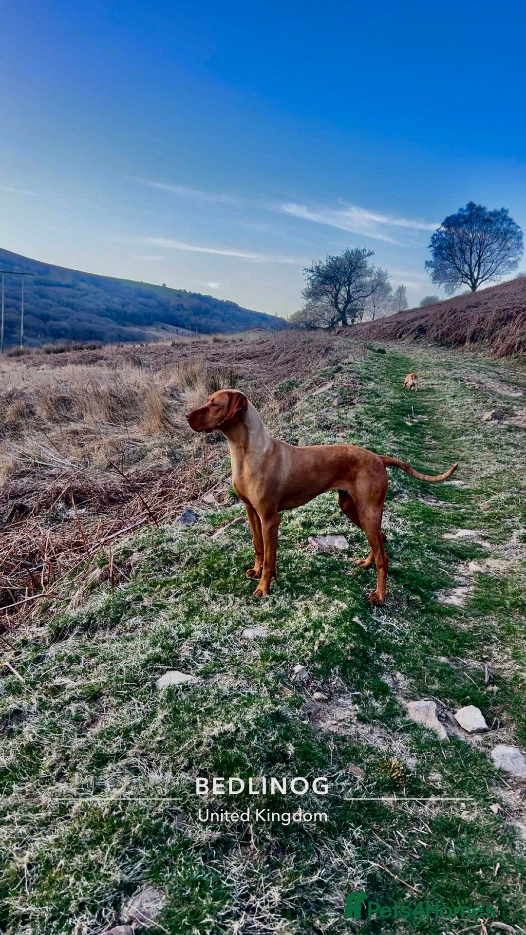 Hungarian Vizsla dogs for sale: Hungarian viszla puppies  - Image 13