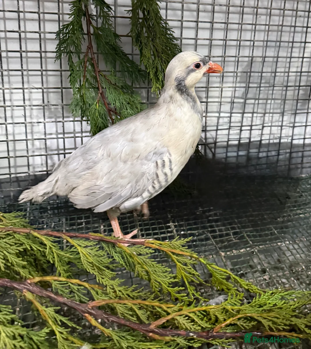 Patridge poultry for sale: Silver Chucker partridge pair  - Advert 2