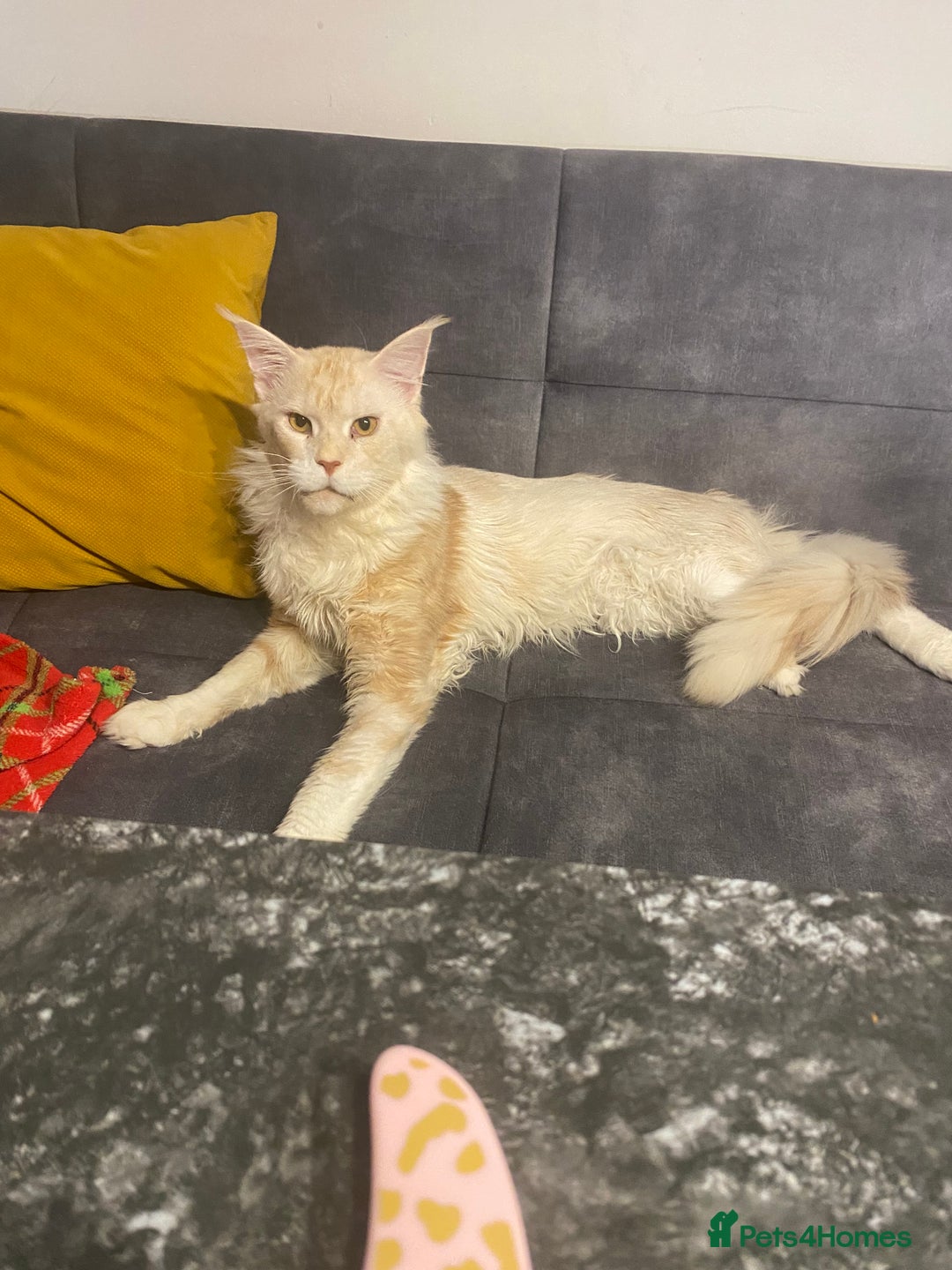 Maine Coon cats for sale: 3 Maine Coon kittens  - Advert 6