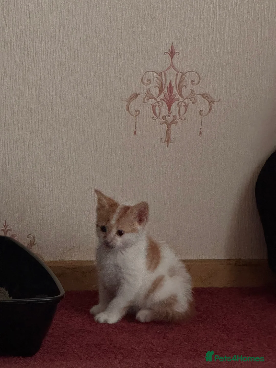 British Shorthair cats for sale: British Shorthair x - Advert 2