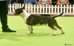 English Bull Terrier dogs for stud: Very strong pedigree , stud dog available now  - Image 7