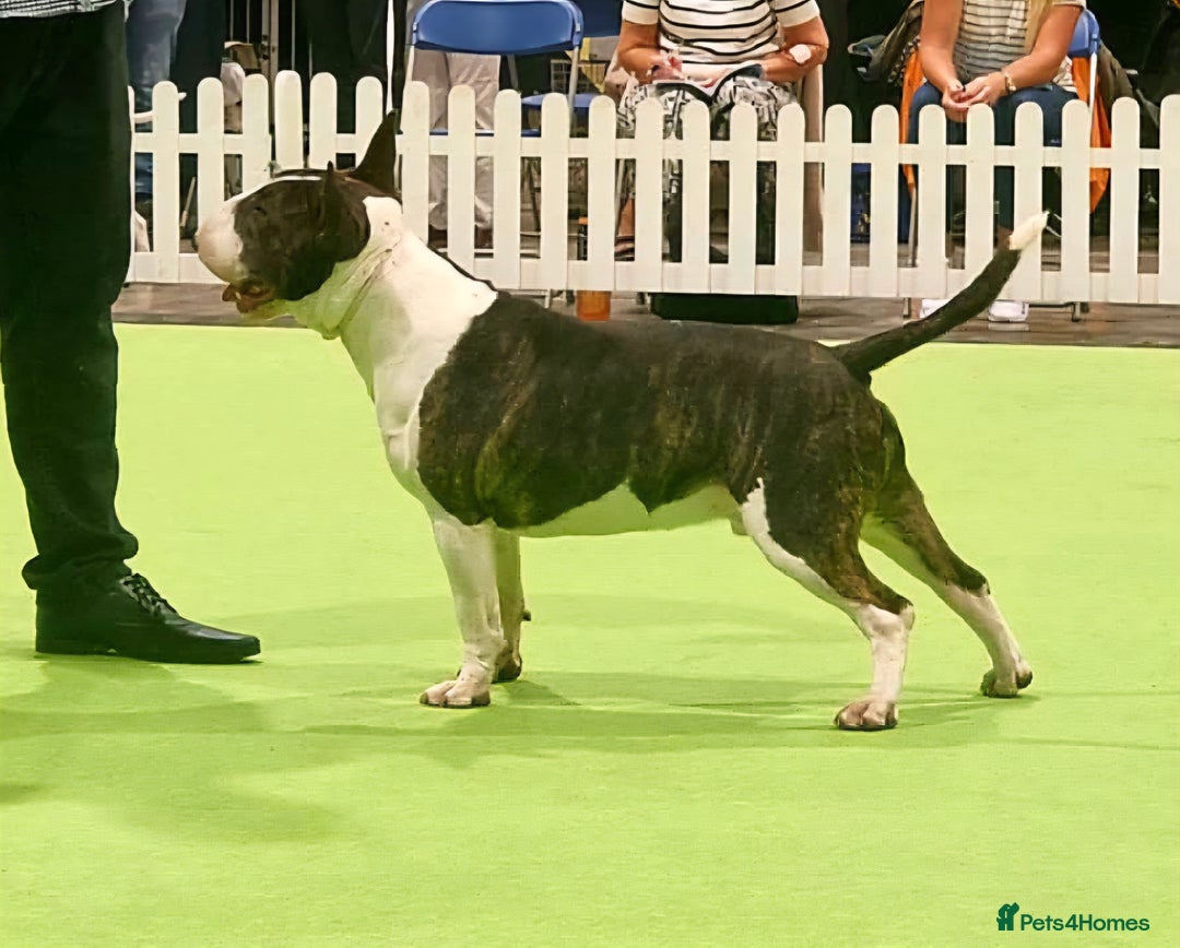 English Bull Terrier dogs for stud: Very strong pedigree , stud dog available now  - Image 7