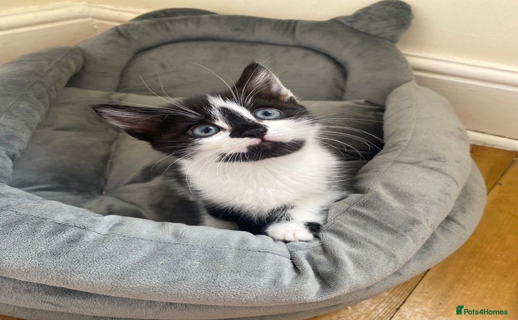 Domestic Shorthair cats - Advert 3