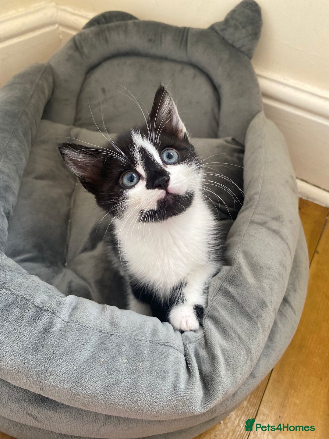 Domestic Shorthair cats for sale: Domestic kittens  - Image 1
