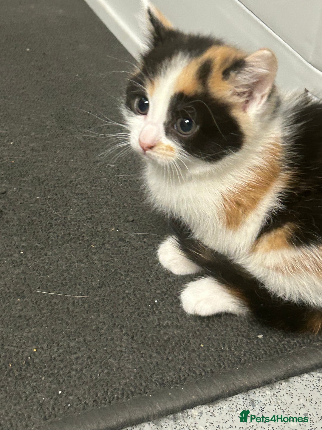 Mixed Breed cats for sale: Kittens for sale - Advert 9