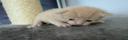 Mixed Breed cats for sale: Three ginger boys One Tortie Girl - Advert 8