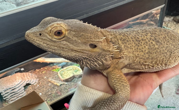 Bearded Dragon reptiles - Advert 13