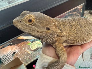 Bearded Dragon reptiles - Advert 32