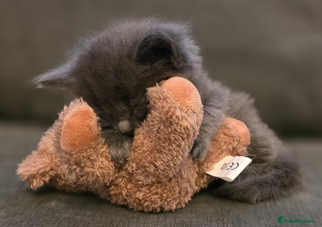 Maine Coon cats for sale: Five stunning maine coon kittens - Advert 8