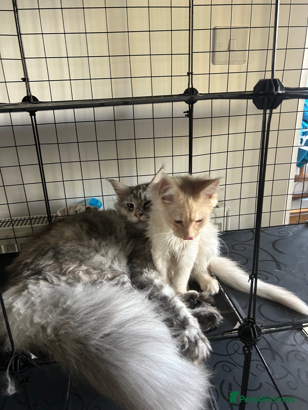 Maine Coon cats for sale: Active TICA Breeding Queen Maine Coon - Image 4