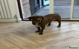 Mixed Breed dogs for sale: Vând Labrador Ciocolatiu - Image 1
