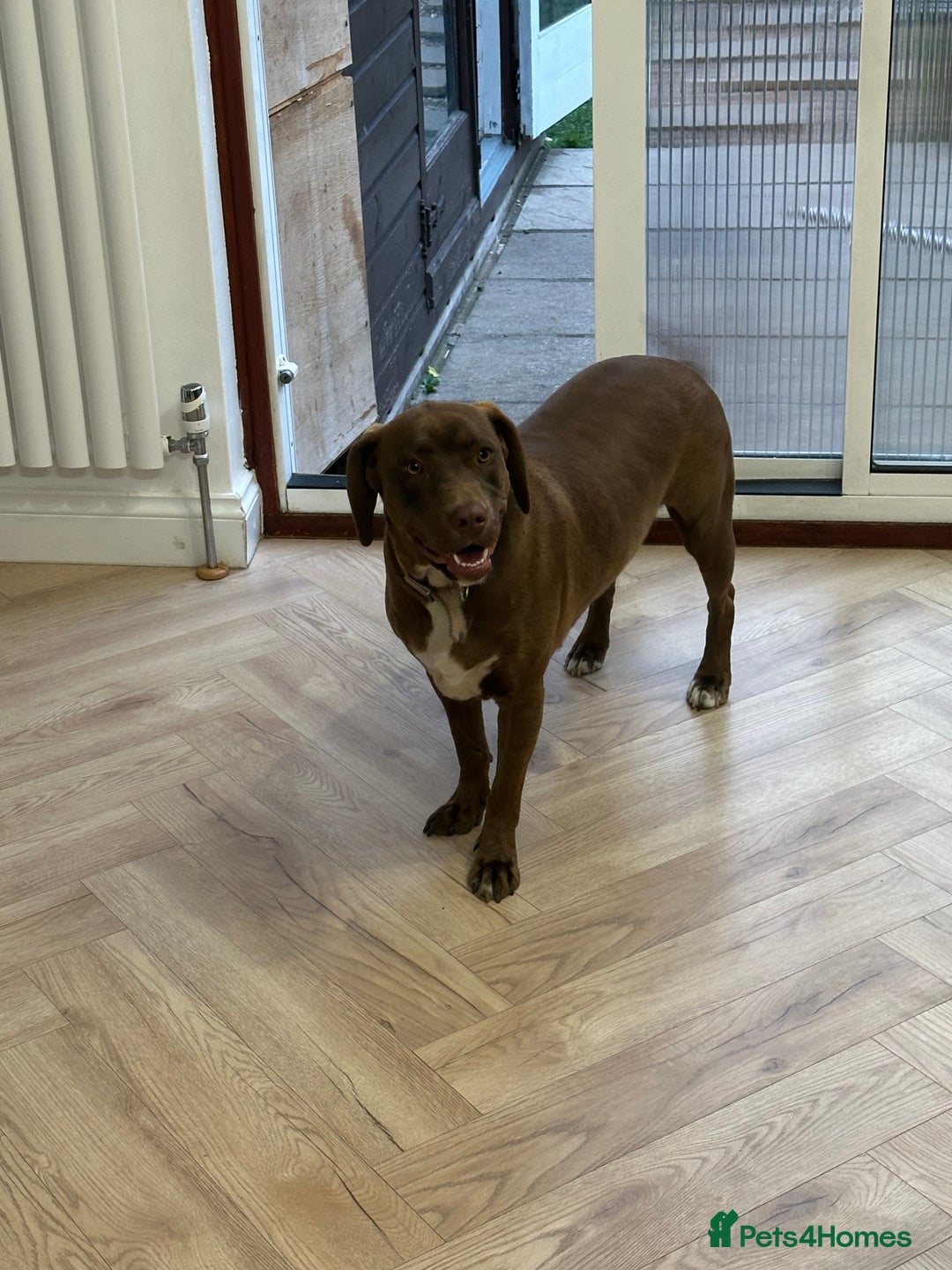 Mixed Breed dogs for sale: Vând Labrador Ciocolatiu - Image 1