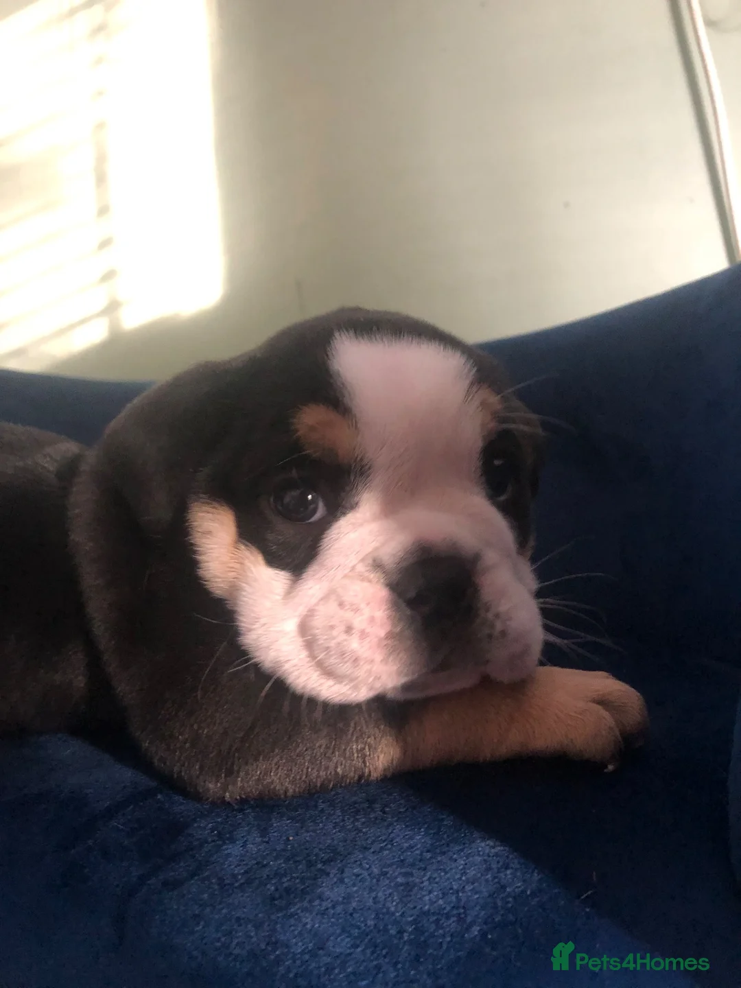 Old Tyme Bulldog dogs for sale: Old tyme bulldog puppies  in Corby - Advert 7