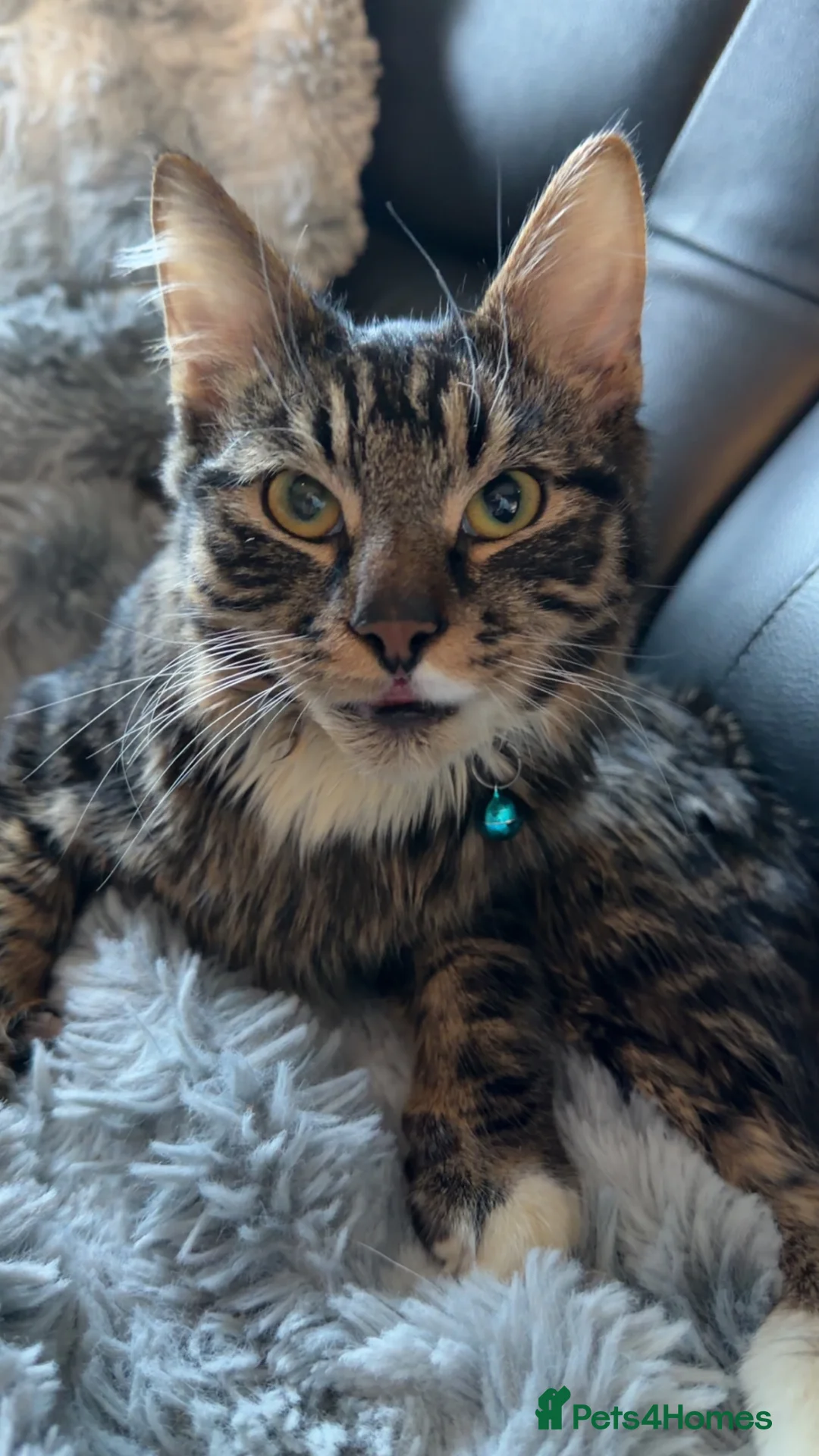 Mixed Breed cats for stud: Fluffy tabby cross Maine coon  in Birkenhead - Advert 1