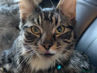 Mixed Breed cats Fluffy tabby cross Maine coon - Advert 8