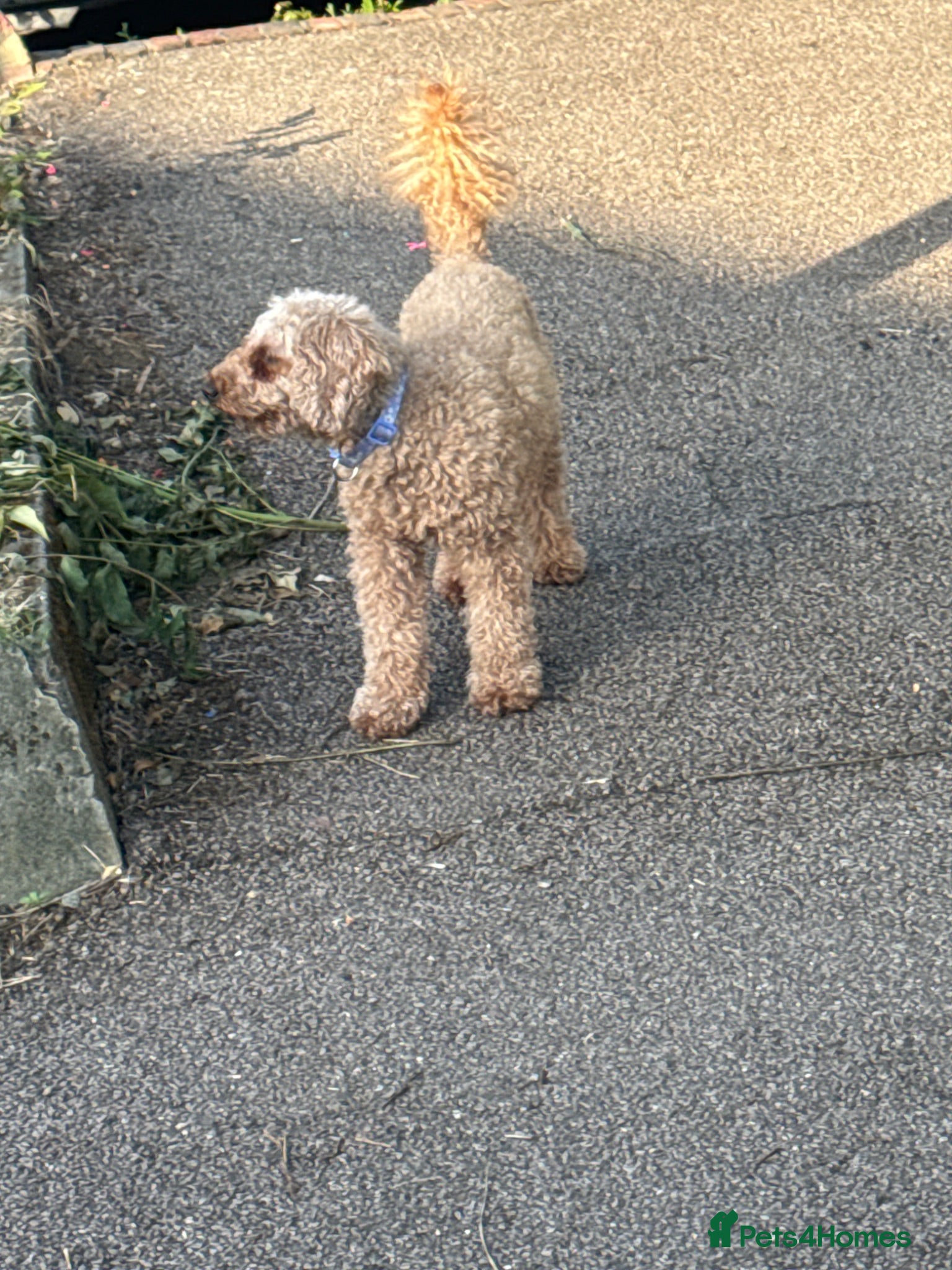 Toy Poodle dogs Toy puddle  - Advert 5