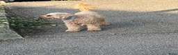 Toy Poodle dogs for sale: Toy puddle  - Advert 1