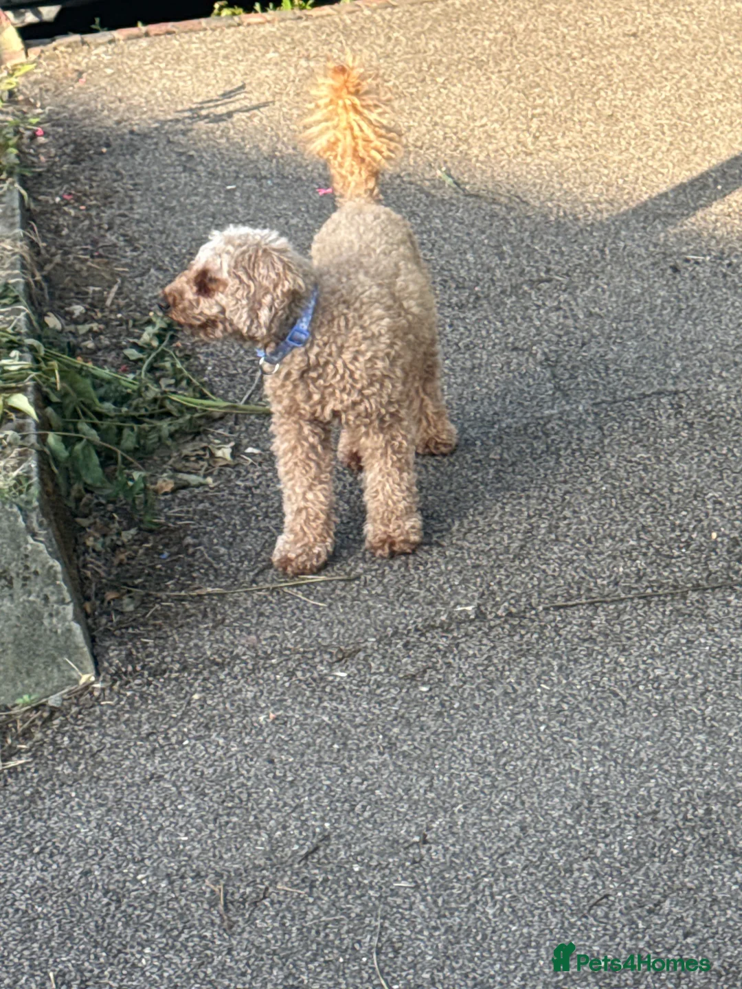 Toy Poodle dogs for sale: Toy puddle  - Advert 1