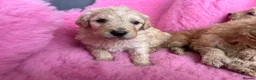 Goldendoodle dogs for sale: Beautiful Goldendoodles - Advert 29