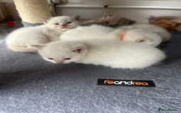 Ragdoll cats for sale: Ragdoll - Image 9