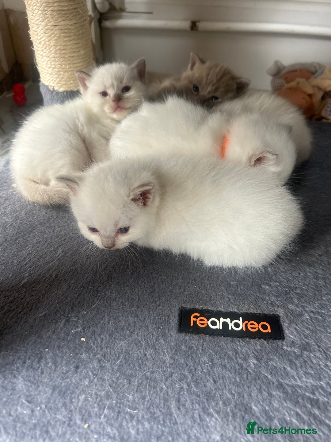 Ragdoll cats for sale: Ragdoll - Image 9