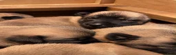 Belgian Shepherd Dog dogs for sale: Belgian Malinois puppies  in Hull - Advert 11