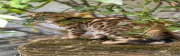Bengal cats for sale: Show potential Bengal Boys - Advert 12