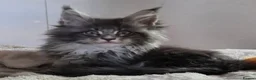 Maine Coon cats for sale: Outstanding quality Tica reg Mainecoon  - Advert 31
