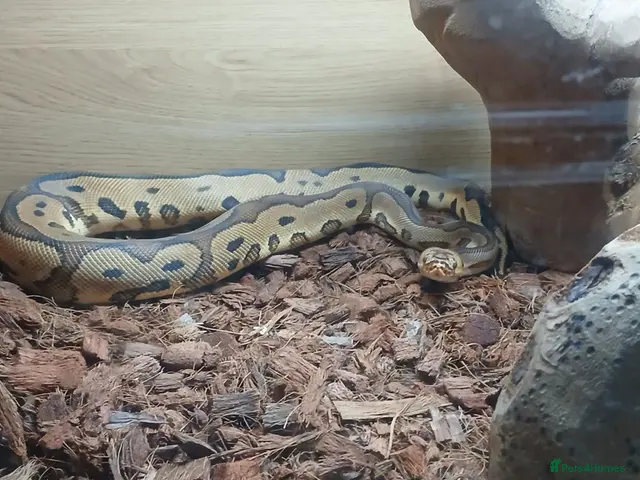 Python Snake reptiles for sale: Royal jackson python - Advert 2
