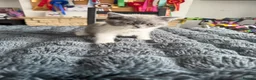 British Shorthair cats for sale: 🐾 Beautiful British Shorthair Kittens 🐾 - Advert 12