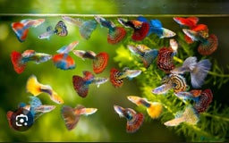 Live Bearers fish for sale: Mixed sized guppys,postage or collection - Image 3